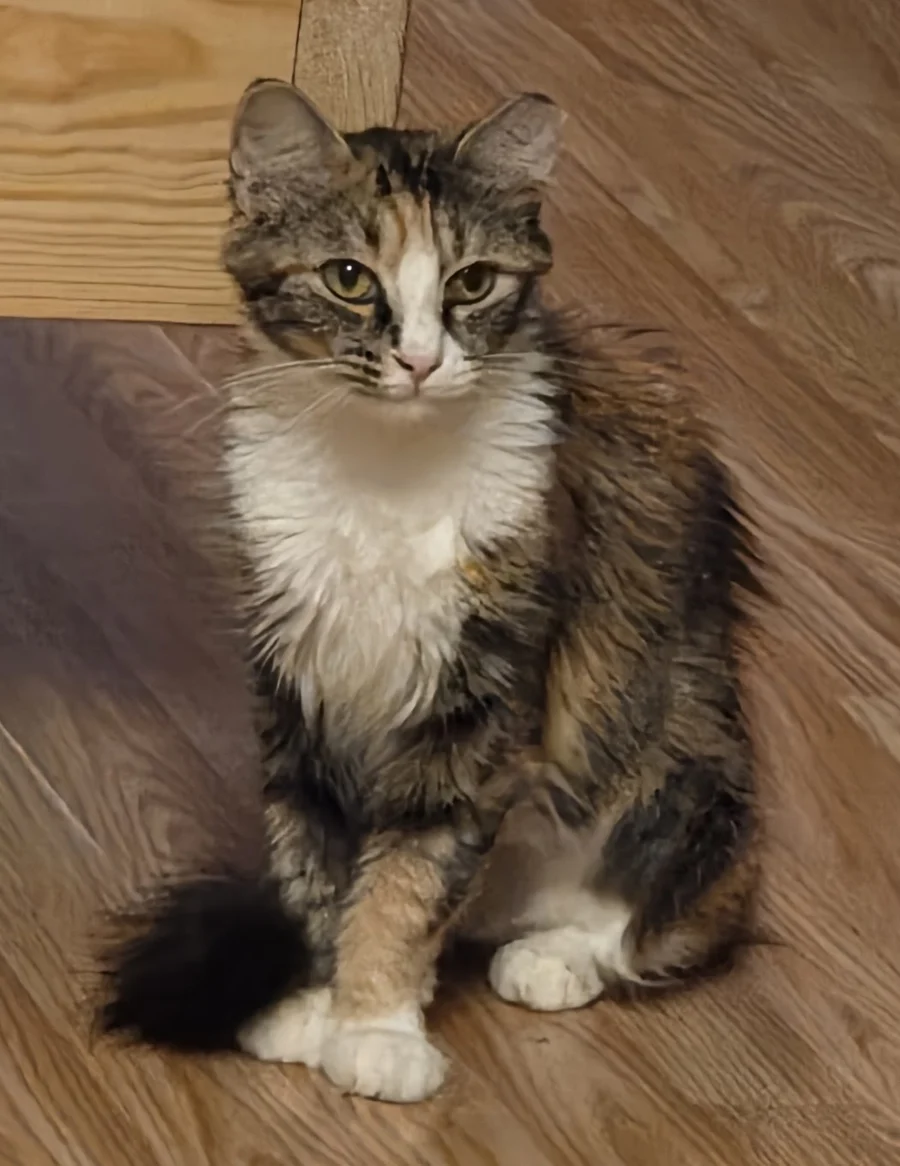 Helen, the tortoiseshell calico rescued at the Woman’s Club of Winter Park