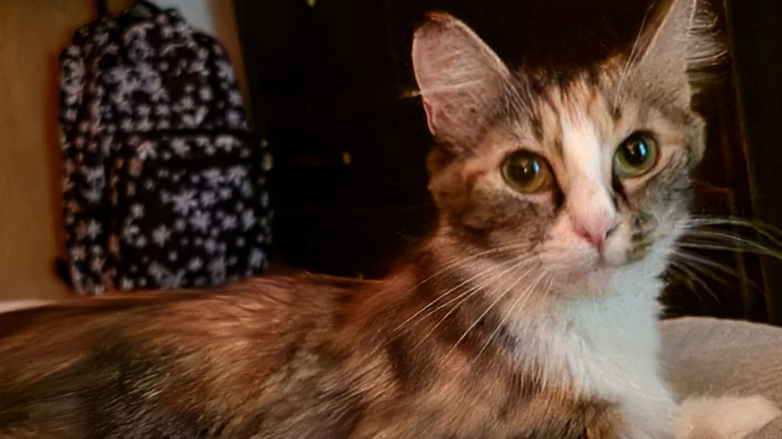 Helen, the tortoiseshell calico rescued at the Woman’s Club of Winter Park